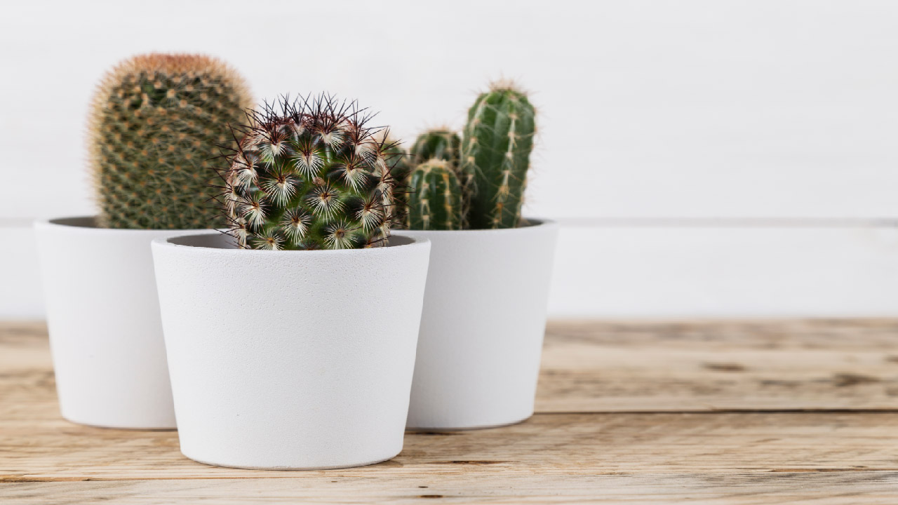 Guide to Growing Cactus at Home: Tips and Tricks for Beginners - DripWorks