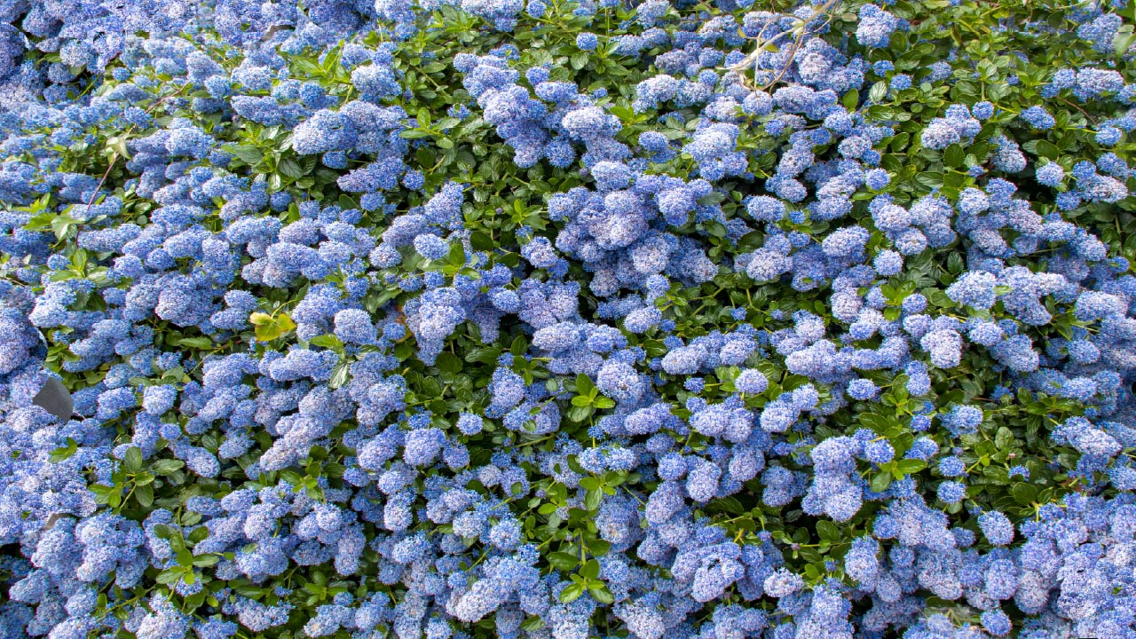 10 Best California Native Plants for Landscaping and Gardens - DripWorks