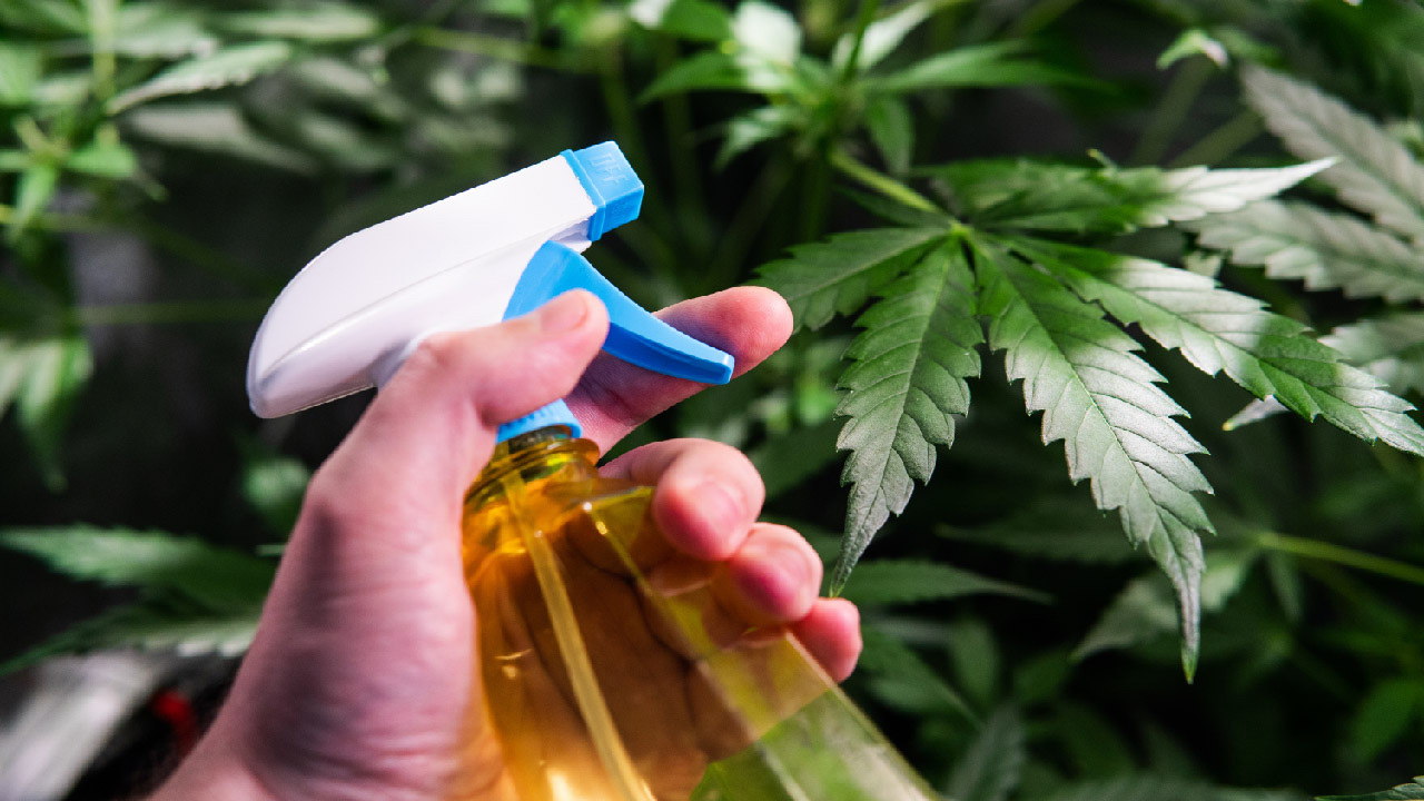Common Cannabis Pests and Diseases - DripWorks