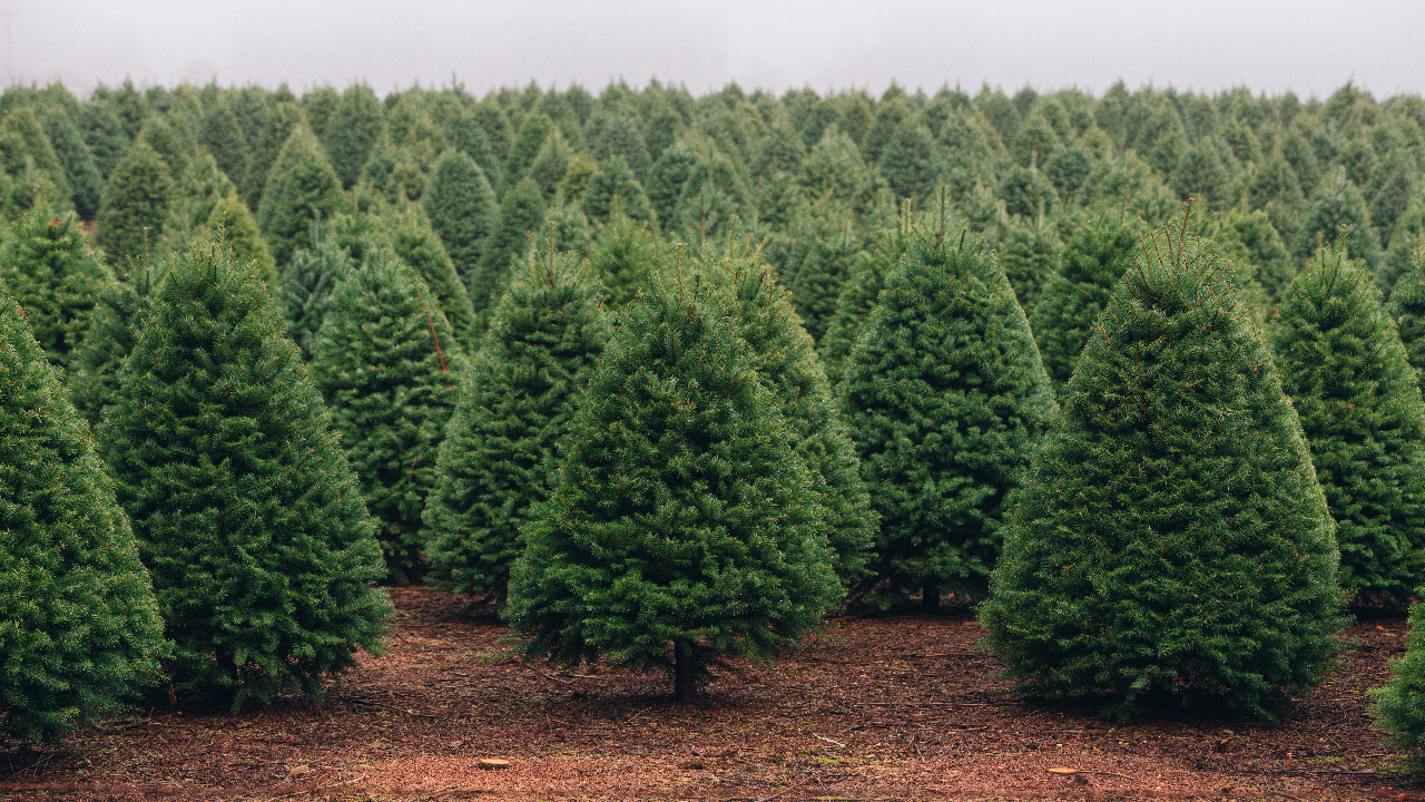 When and How to Prune Christmas Trees DripWorks