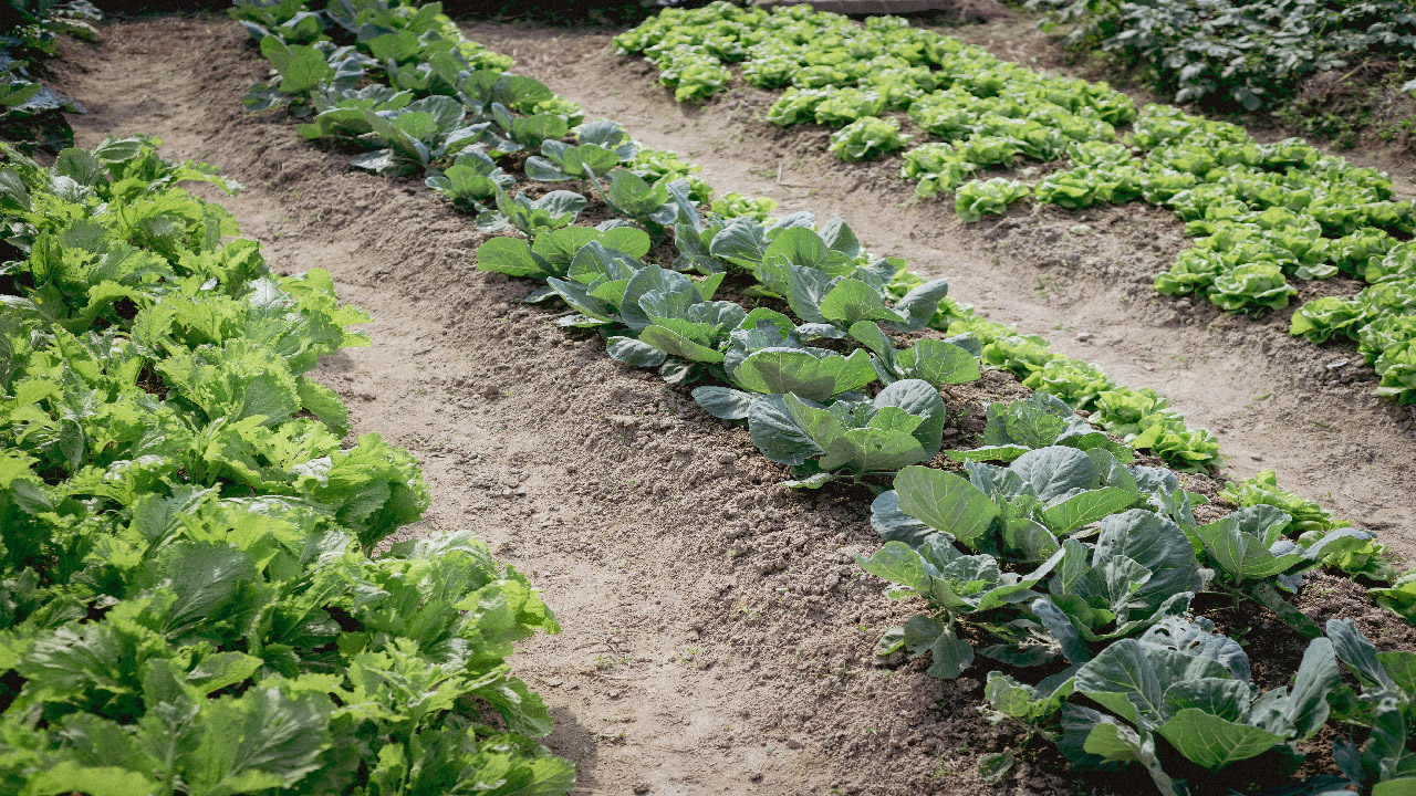 Companion Planting Guide What Vegetables Grow Well Together? DripWorks