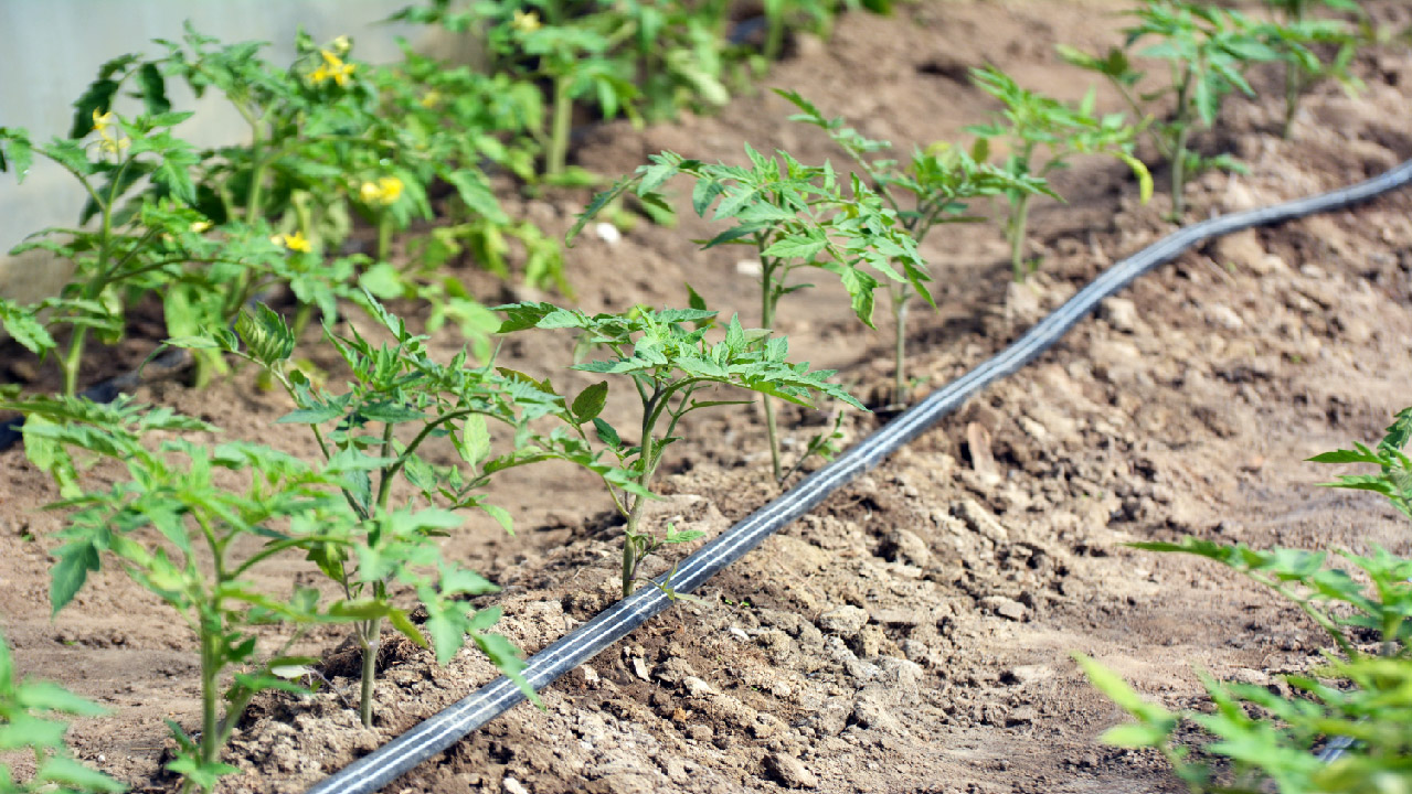 How to Use Drip Tape Irrigation DripWorks
