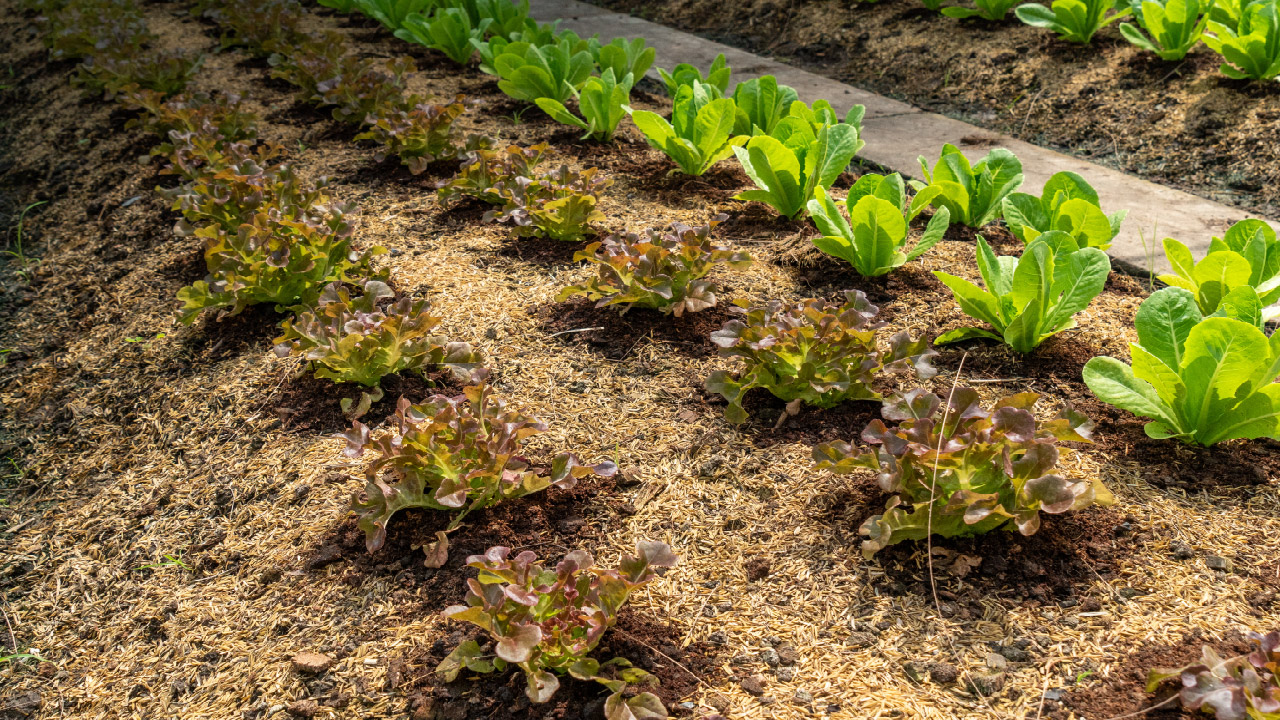 Fall Planting: 7 Reasons Why Fall is a Great Time to Plant - DripWorks