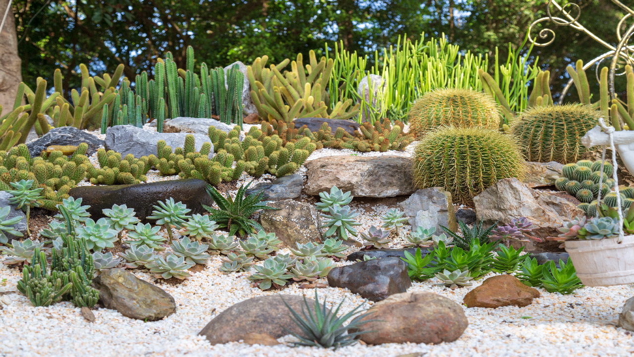 rock cactus garden