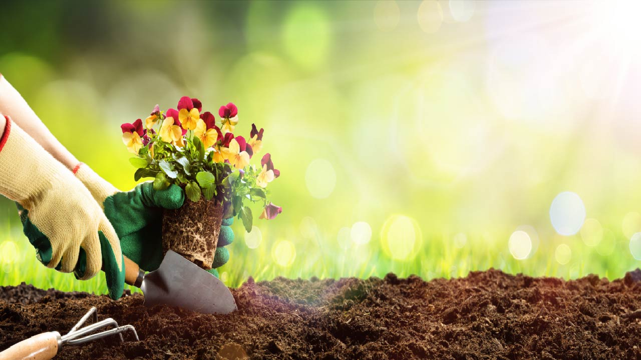8 Essential Daily Gardening Tasks for a Thriving Garden - DripWorks