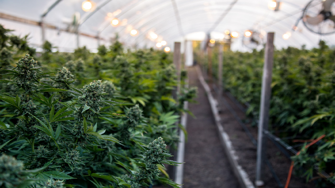 High Country: How to cultivate your own cannabis with tips from a