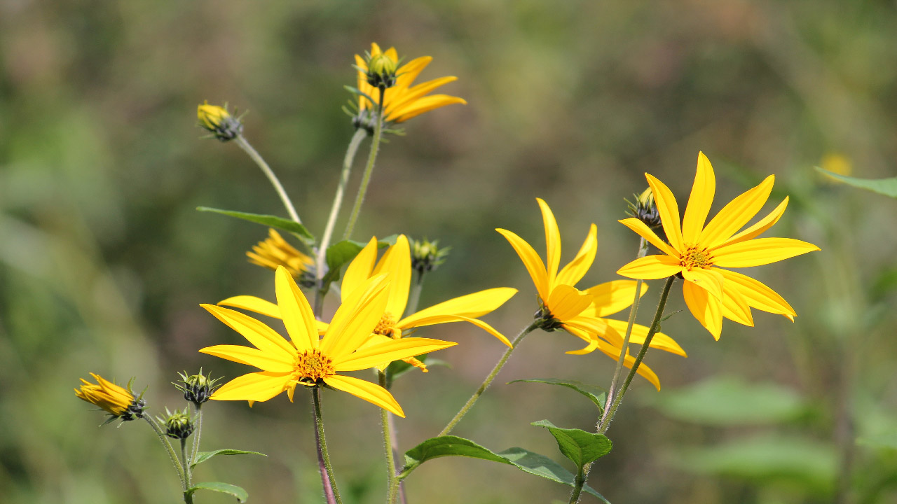 Everything You Wanted to Know About Jerusalem Artichoke - DripWorks, image size:1280x720