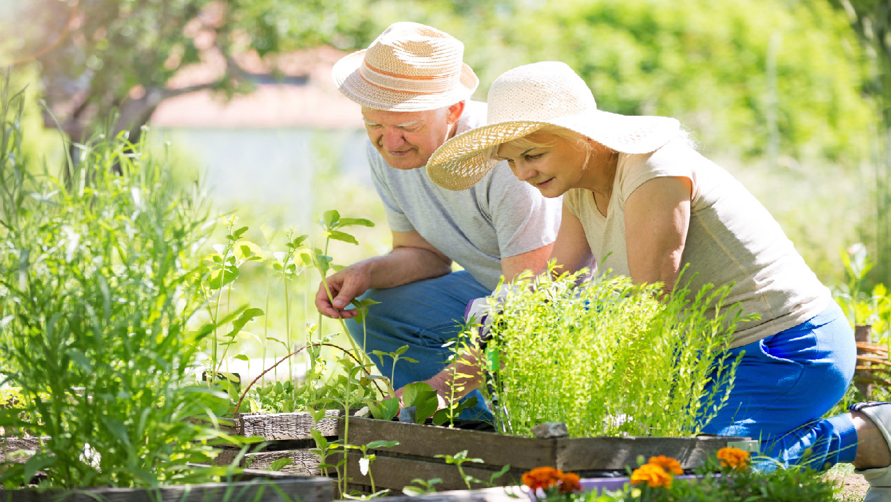 Feeding Seniors - Harvesters