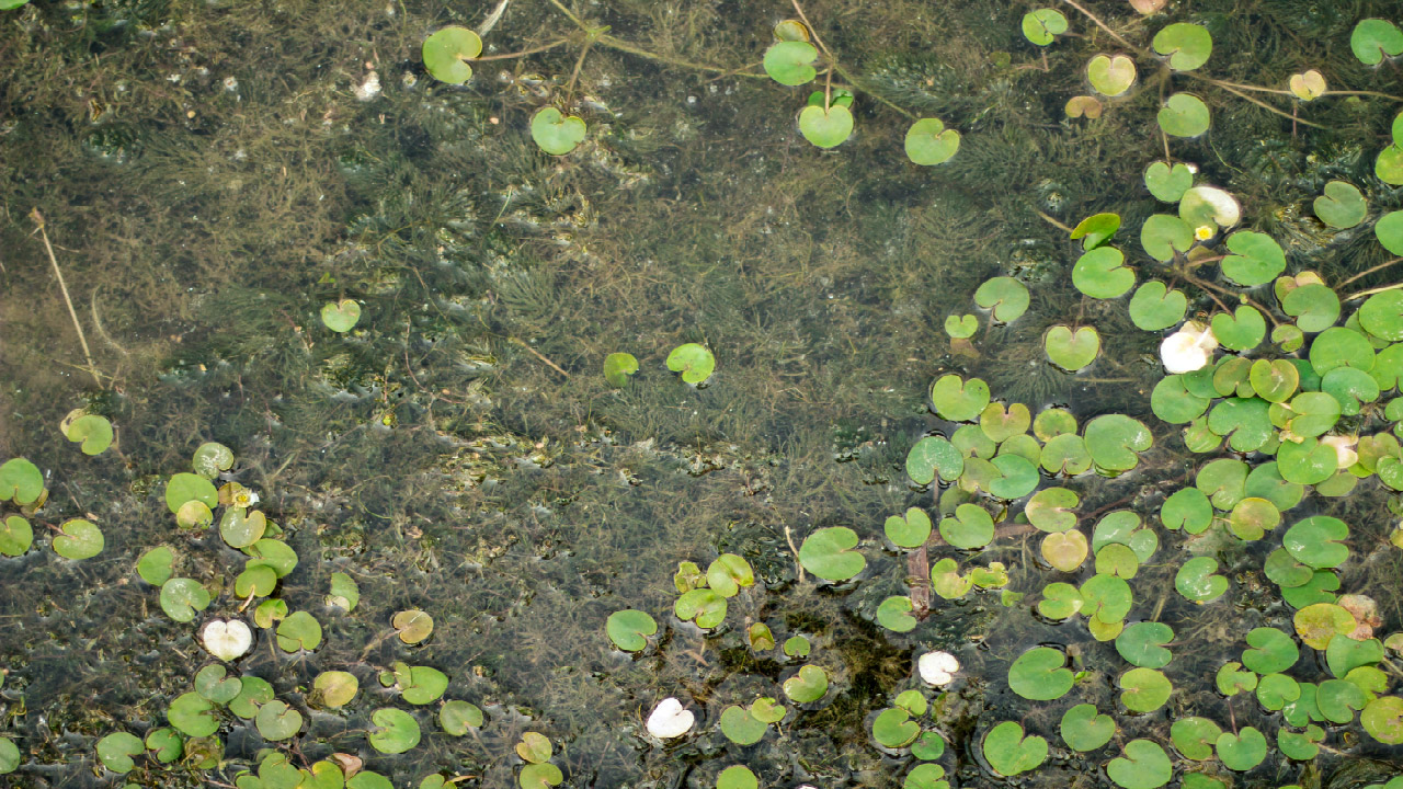How to Get Rid of Algae in a Pond DripWorks