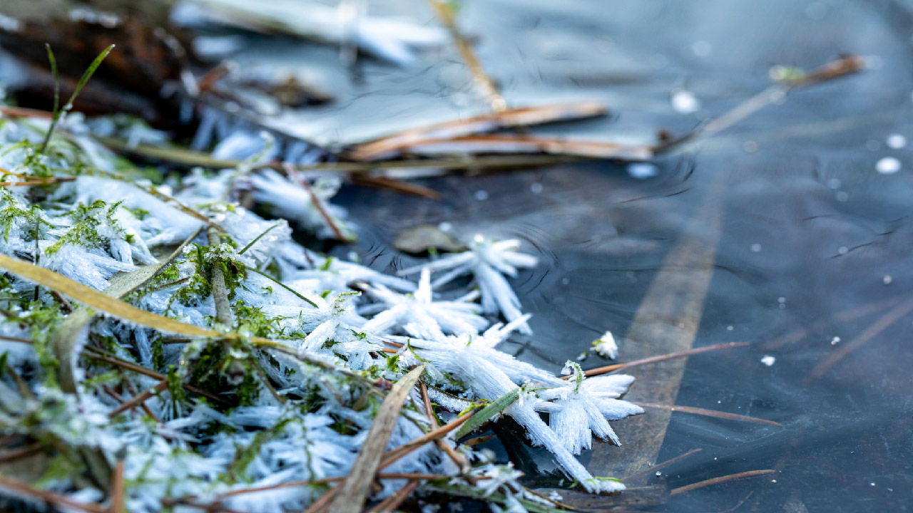 How to Winterize a Pond with Fish DripWorks