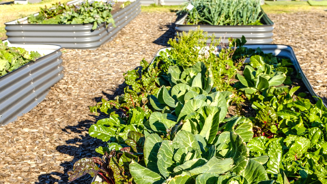 How to Grow Vegetables in Raised Beds DripWorks