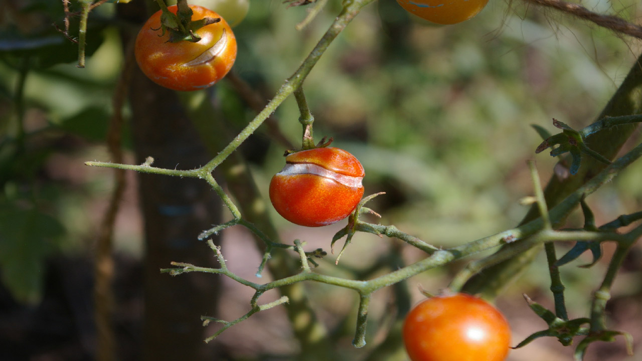Why tomatoes split and how to prevent it dripworks