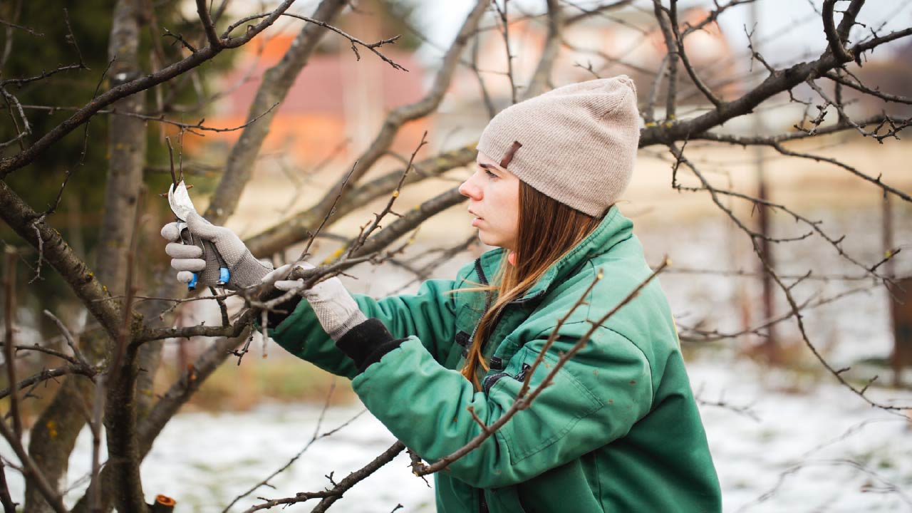 What To Do in Winter: 10 Winter Activities for Gardeners - DripWorks