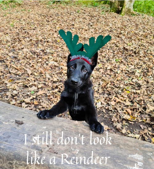 1 - Christmas  Reindeer Antlers Red or Green Head Band - choose colour
