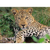 Ravensburger 100pc - Lounging Leopard Puzzle