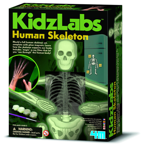 4M - KidzLabs - Human Skeleton