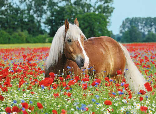 Ravensburger 500pc - Horse in the Poppy Field Puzzle
