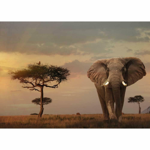 Ravensburger 1000pc - Elephant of the Massai Mara