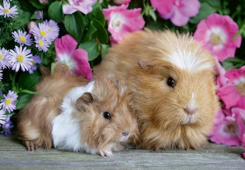 Ravensburger 2x12pc - Guinea Pigs + Bunnies Puzzle Ravensburger 2x12pc - Guinea Pigs + Bunnies Puzzle