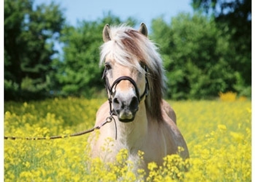 Ravensburger 500pc - White Horse Puzzle **Damaged box**