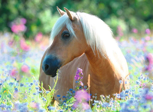 Ravensburger 300pc - Wildflower Pony Puzzle