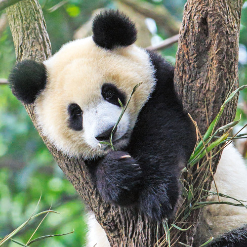 Ravensburger 3x49pc - Panda, Lion and Tiger Puzzle