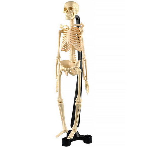 Australian Geographic - Mini Skeleton 46cm