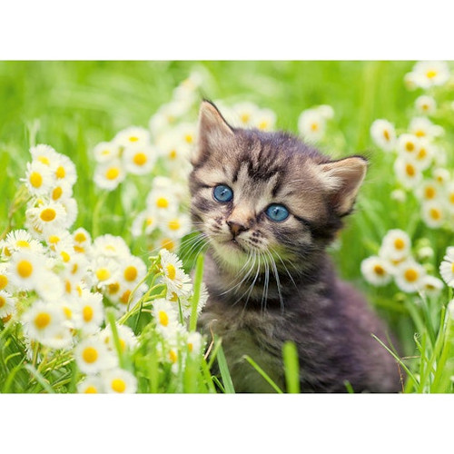 Ravensburger 500pc - Kitten in the Meadow Puzzle