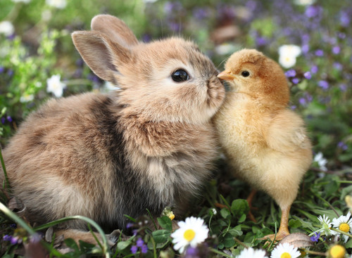 Ravensburger 500pc - Rabbit and Chick Puzzle
