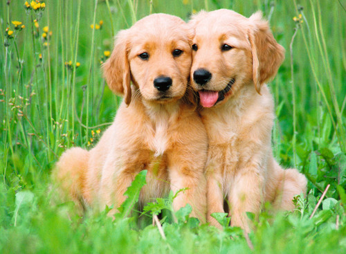 Ravensburger 500pc - The Golden Retriever Brothers Puzzle