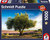 Schmidt 1000pc - Olive Tree in Provence Puzzle