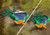 Playmobil Dinos - T-Rex Trace Path 71524