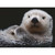 Ravensburger 500pc - Adorable Little Otter Puzzle