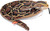 Wild Republic - Living Earth Snakes - Burmese Python 152cm