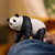 Schleich Wild Life - Giant Panda 14885