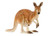 Schleich – Kangaroo 14756**shop wear**