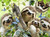 Ravensburger 500pc - Sloth Selfie Puzzle