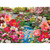 Cobble Hill 1000pc - Japanese Garden Puzzle