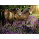 Ravensburger 500pc - Ponies in the Flowers Puzzle