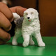 Schleich - Old English Sheepdog 13968