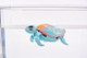 Little Live Pets - Lil' Turtle S10 - Rip Swirl (Blue)