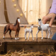 Schleich - Marwari Stallion 14898