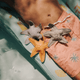 Swim Essentials - Dive Buddies - Sea Stars