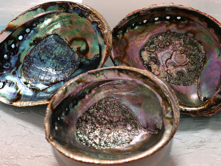 Abalone Shell 6"