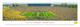 Michigan Wolverines at Michigan Stadium Panorama Poster
