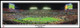 "2008 FedEx Orange Bowl" Kansas Jayhawks Panoramic Poster