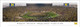 Michigan vs Ohio State at Michigan Stadium Panoramic Poster