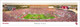 Oklahoma Sooners "First SEC Game" at Memorial Stadium Panoramic Poster