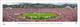 2026 Rose Bowl Game - Indiana Hoosiers vs Alabama Crimson Tide Panoramic Poster