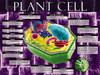 03-PS05-2 Plant Cell